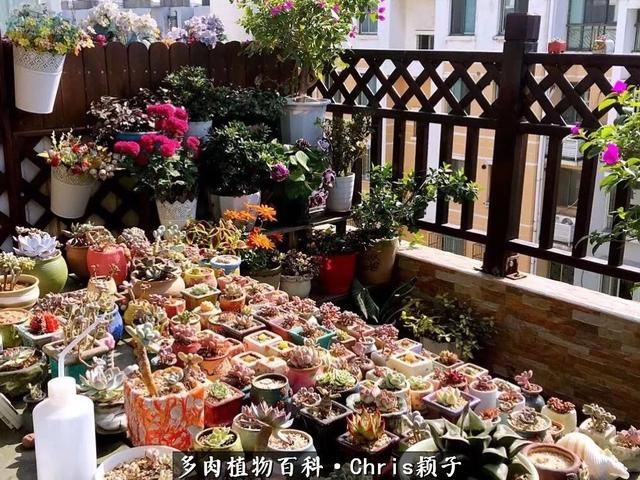 我的屋顶多肉花园：景天，番杏，肉锥，盆坑……三年多的养肉经！