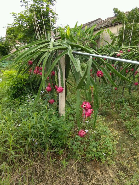 火龙果爬上屋顶开花,本以为会收获满满,没想到