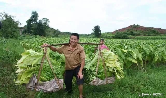 农村烤烟正当时，烤烟谁体验过？