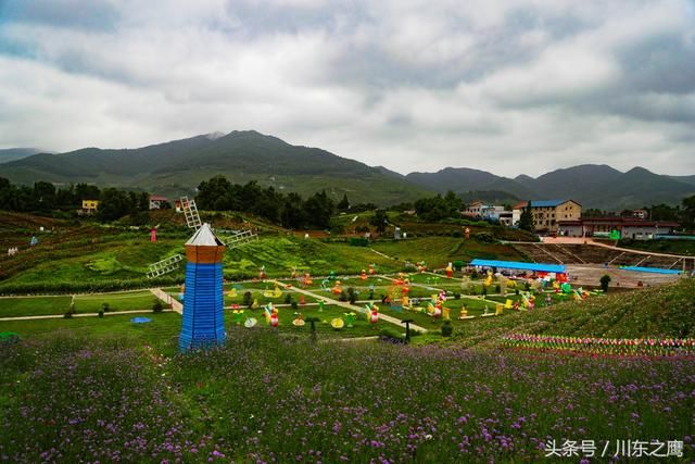 四川华蓥：雨润花海别样美