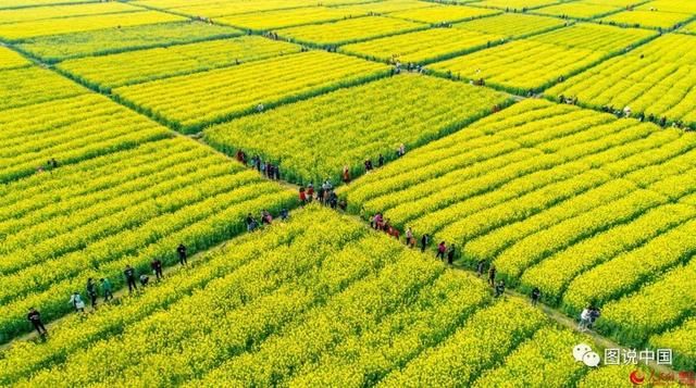 江西小众油菜花观赏地推荐 避开人海独享花海