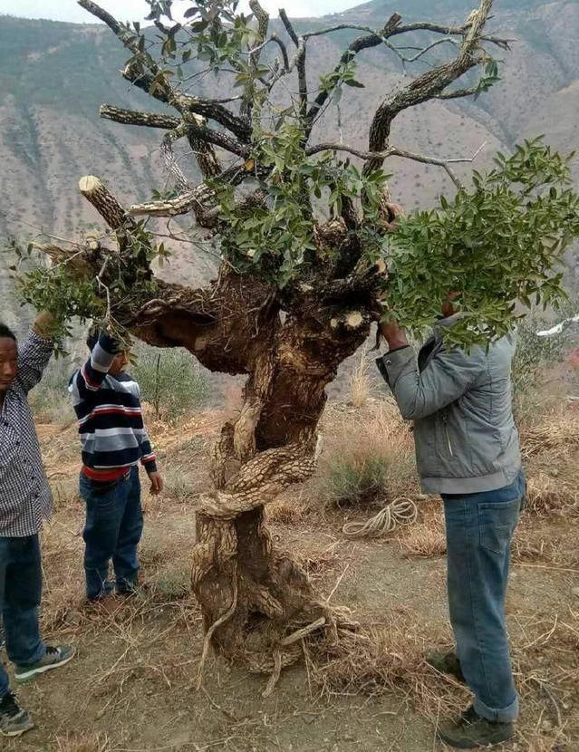 表哥山上的百年黄杨被人挖起来,正要抬回家,护林员:由