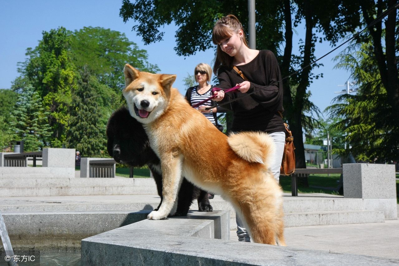 忠诚的秋田犬,八公犬的故事