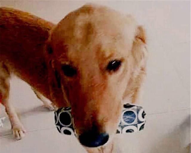 贪财金毛每天出去偷东西,这次竟偷了邻居1000