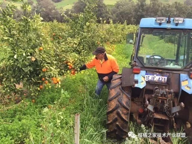 都知道果园生草栽培好处多，具体怎么做？