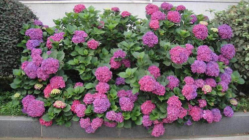 夏天养绣球,这两招儿,让它叶子蹭蹭长,花儿开的