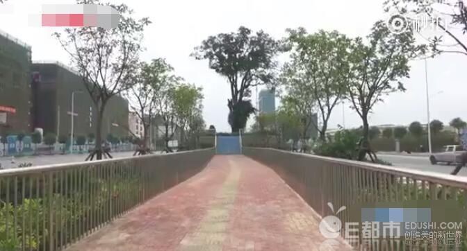 古树霸占5个车道\/古树屹立路中间被称最牛钉子树