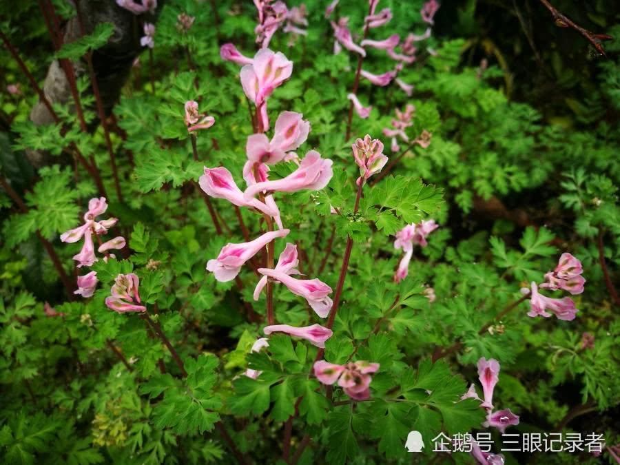 乡村荒草地，春日里开紫色小花的植物，有观赏价值，也有药用价值