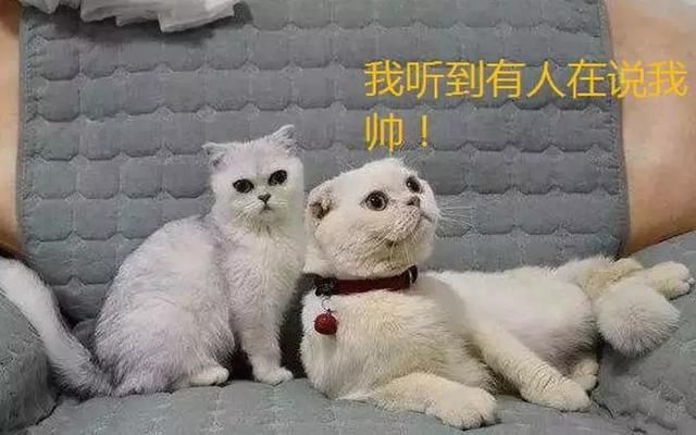 抖音最火的四大网红,猫咪刘二豆上榜,第一被