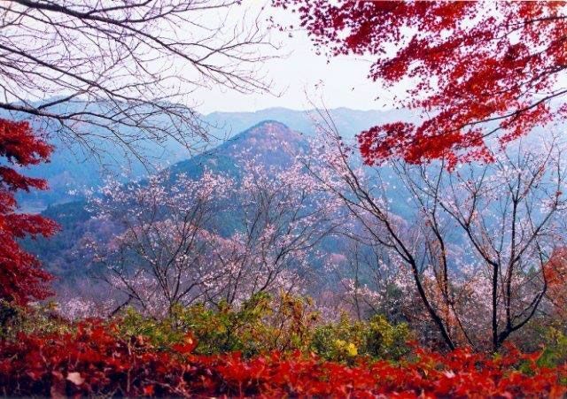 日本:盛开的冬樱与绚丽红叶交相辉映 美不胜收