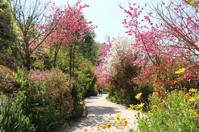 玉溪最全赏花攻略来了，花海之约不要错过!