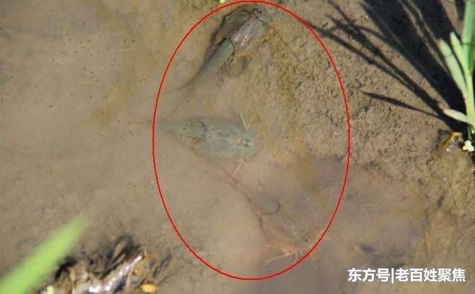 三眼恐龙虾 四眼恐龙虾