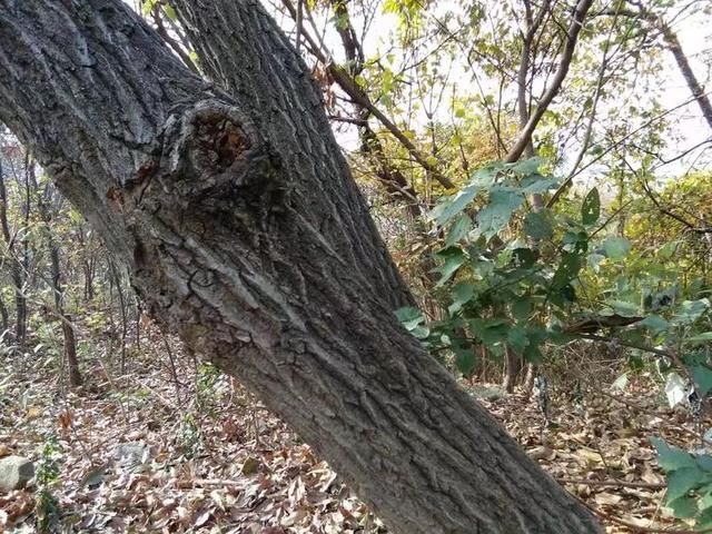 5岁女孩在村庄外面的野地里失踪，放羊老汉偶然发现了她的踪迹