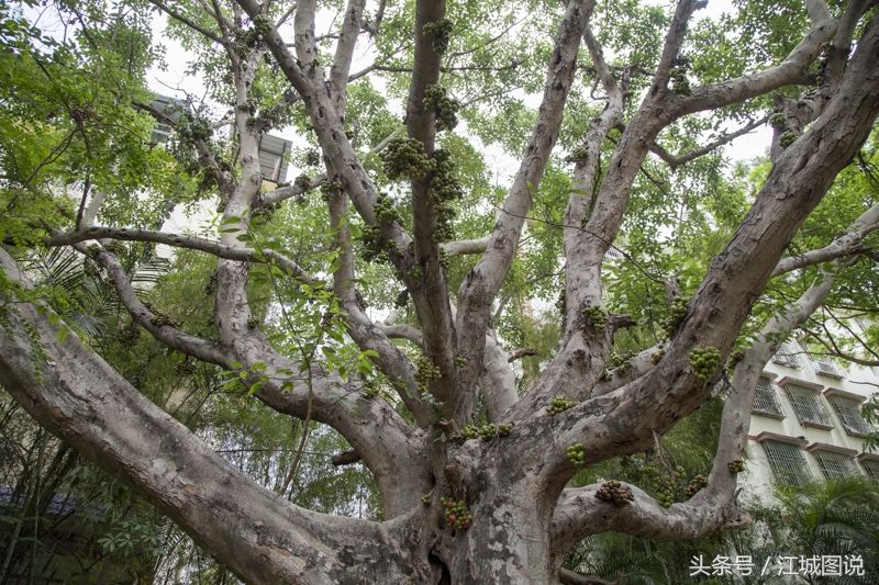 这是热带植物中的一种，树干上长出了密密麻麻的果实，你认识么?