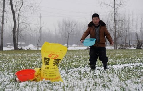 为啥大颗粒尿素肥效久、有害物质少，追肥时还选择小颗粒尿素？