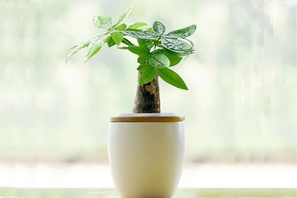 发财树用它养一养,叶片不仅不会发黄,还枝繁叶