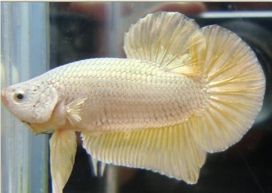 【简介】既漂亮又好养的观赏鱼泰国斗鱼