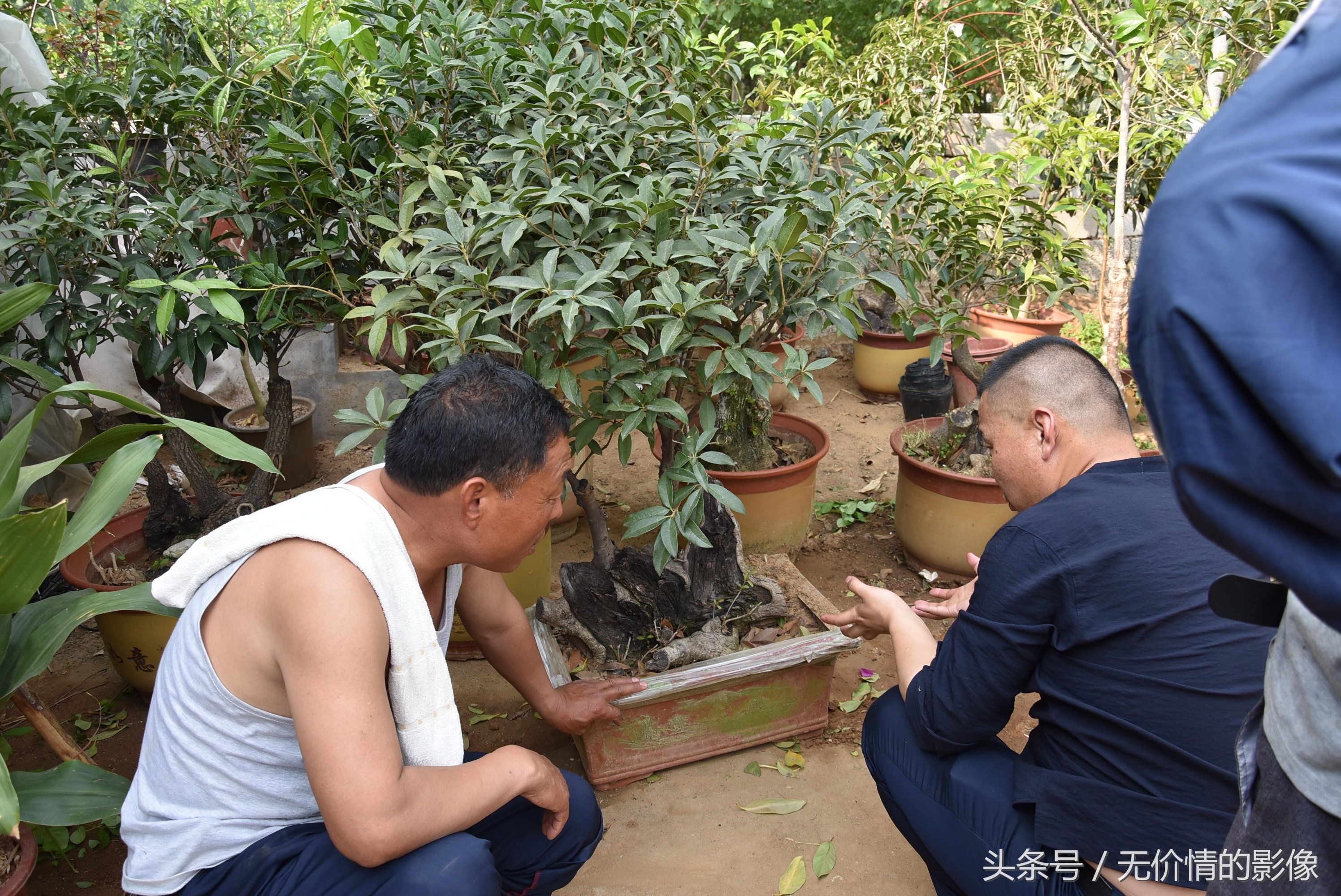 村民在山上挖来的这些木头疙瘩 瞧瞧有没有艺术价值?