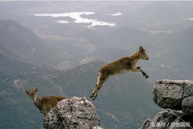 全世界都当成保护动物，只有澳大利亚泛滥成灾，中国吃货跃跃欲试