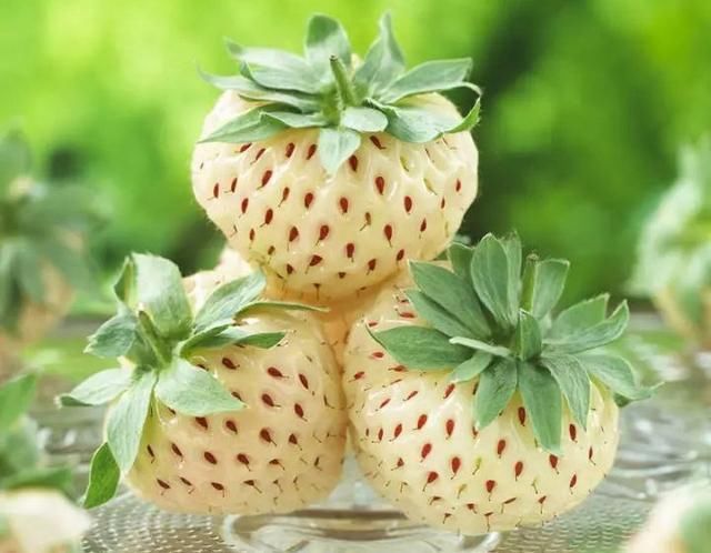 菠萝莓味道与菠萝相似，外形酷似草莓，果肉呈白色，又名白草莓_【快资讯】