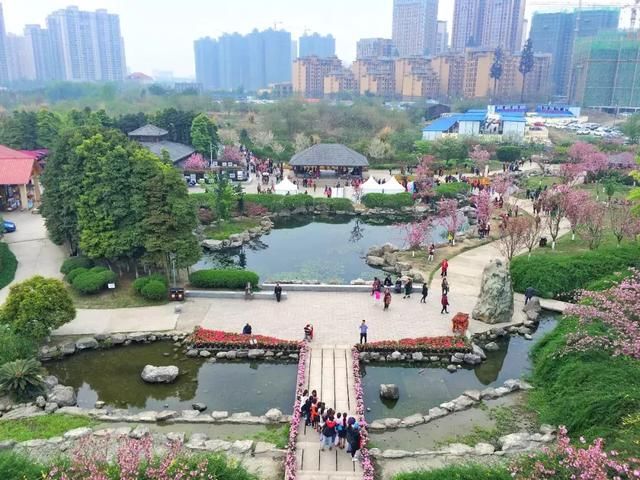 青白江凤凰湖的樱花终于开了，门票免费，再也不用去日本看樱花啦