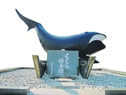 如何看待日本退群重启捕鲸事件?