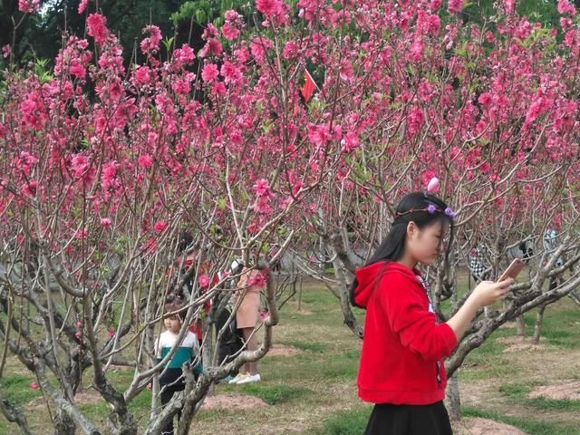 深圳莲花山桃花开，比去年漂亮多了，赶紧去看!