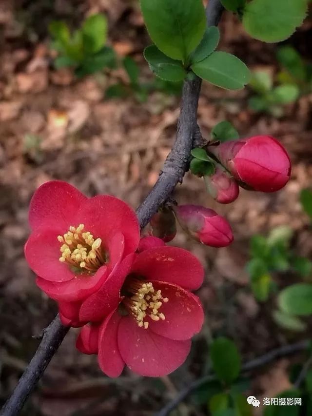 洛阳隋唐春来到，海棠园里花盛开，一片火红世界