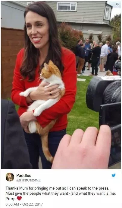 (文摘)从流浪猫到新西兰“第一猫” 这只橘猫用短短一生照亮了世界 - aihua191 - aihua191的 博 客 (文摘)从流浪猫到新西兰“第一猫” 这只橘猫用短短一生照亮了世界 - aihua191 - aihua191的 博 客