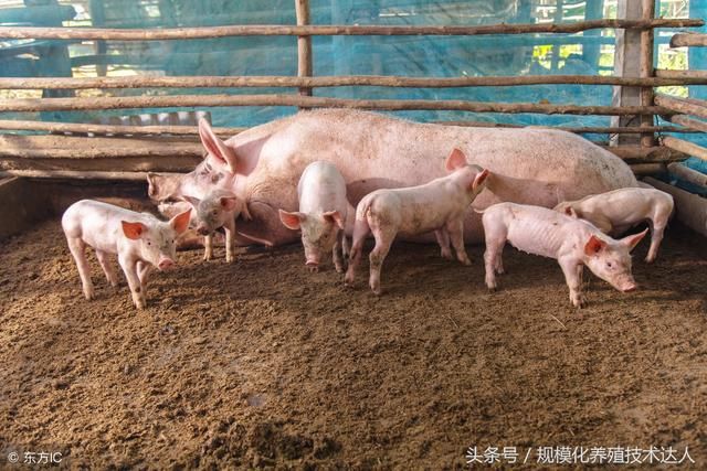 算一笔养猪帐现在猪价之下,小散卖20头生猪能赚钱吗?