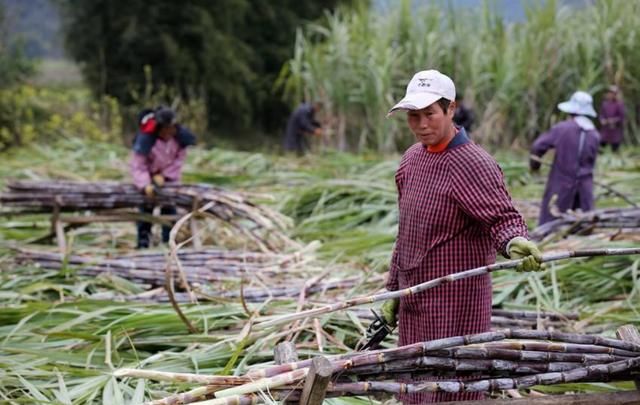 如此低廉的价格今年农民种植的欲望极低，你们那里还能见到吗？