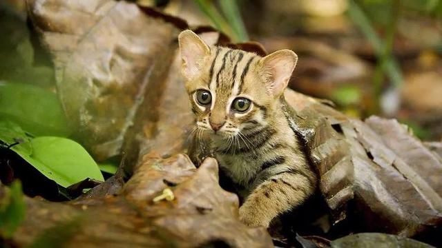 战斗力最强的猫科动物 t01f80d90e32b48b144.jpg