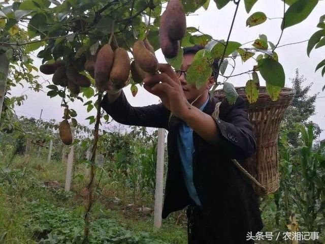 农村小伙返家种植它,亩产值五万元
