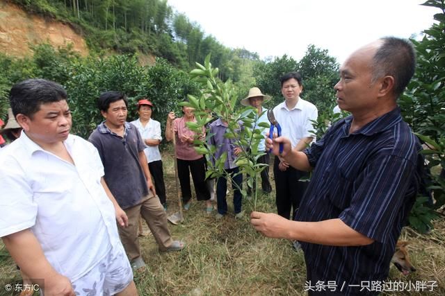 十年之后，农村将会是谁的天下呢？农民还是主人吗？