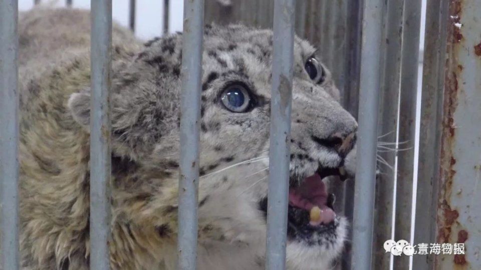 雪豹凌雪太后回家啦!