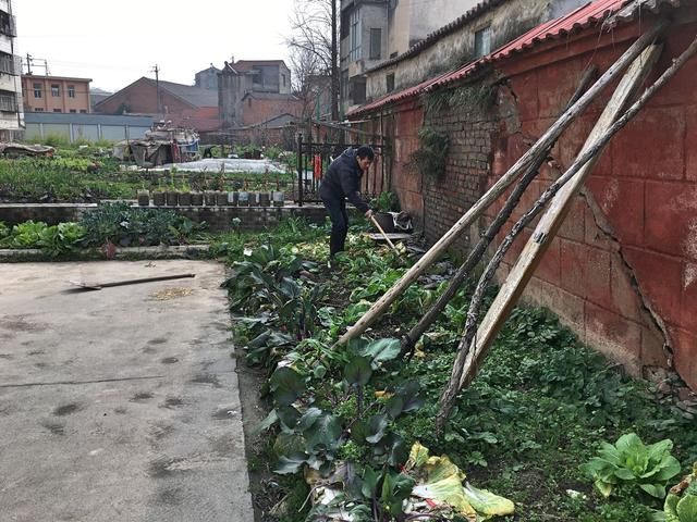 城里的种菜人，把住宅小区的花坛变农田，只为吃上放心菜！