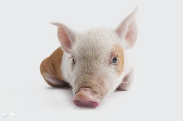 十猪九福,属猪人最命好的出生月份,你家有吗