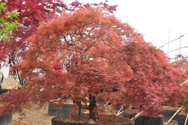 有钱任性！土豪们最爱选的庭院树，你选对了吗？