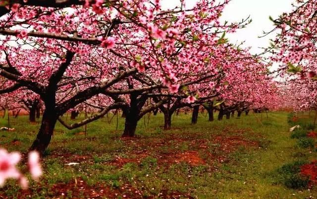3月,桃花盛开的季节,一定要去宁海胡陈看一次桃花,被一片粉色花海包围