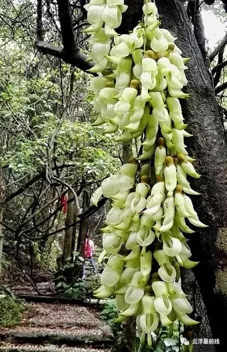 禾雀花开！云浮周边原来有这么美的仙境！周末约不？