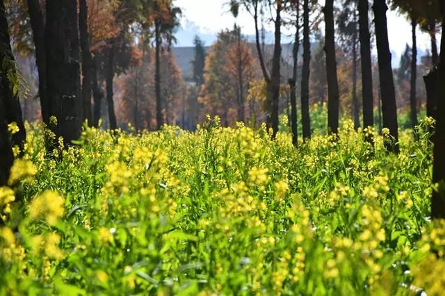 春节期间昆明捞渔河公园，郁金香展、美食节等你来嗨