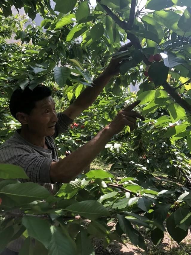 震后十年，汶川樱桃又红了