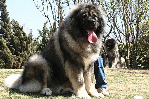 藏獒智商排名_狗狗智商排名(2)