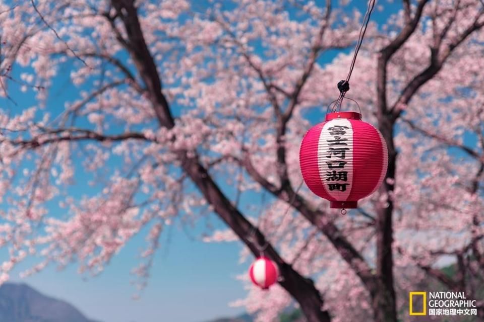 去富士山邂逅樱花,感受最具特色的东瀛风光之