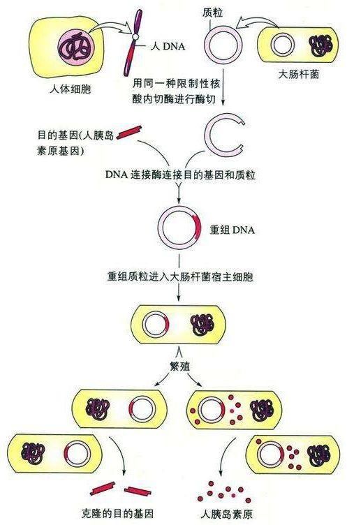 【科学范儿】带有基因剪刀的工具猪中科馆带你探索遗传的奥秘