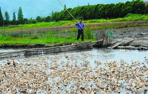 农村俗语：“鸡是千天虫，再养就会穷”，养殖必看！