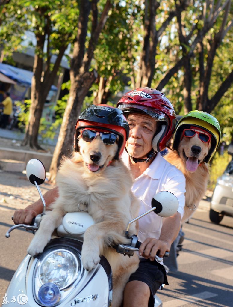 哈喽酷狗?!头戴墨镜头盔,骑摩托车兜风的狗狗