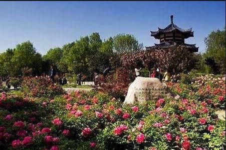 洛阳牡丹的名气为啥这么大