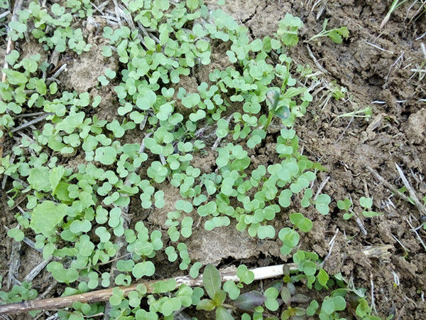 黄豆地里杂草丛生，这不是打草药就能轻松解决的