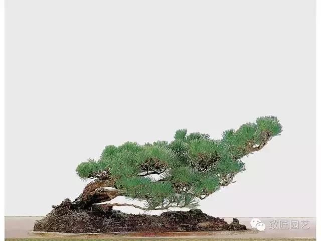 为草当作兰,为木当作松;兰幽香风远,松寒不改容,黑松盆景制作